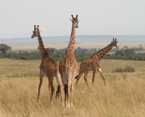 Voluntariado con animales en Sudáfrica