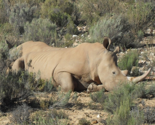 Voluntariado con animales en Sudáfrica