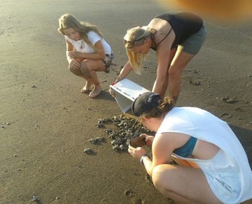 Voluntariado con Tortugas Marinas en Costa Rica