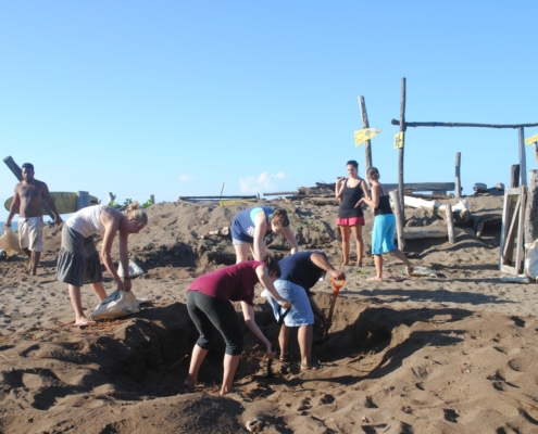 Voluntariado con Tortugas Marinas en Costa Rica