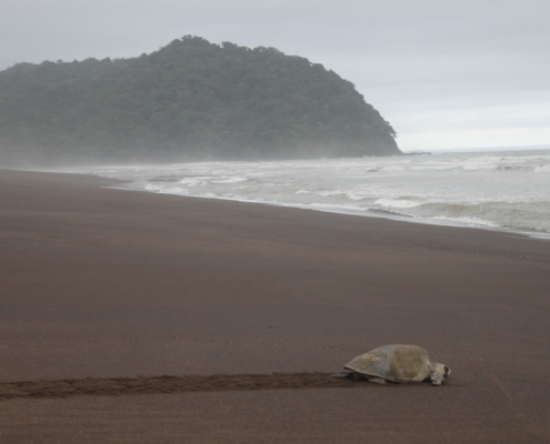 Voluntariado de Tortugas marinas en Costa Rica