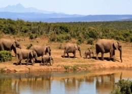 Voluntariado con animales Sudáfrica