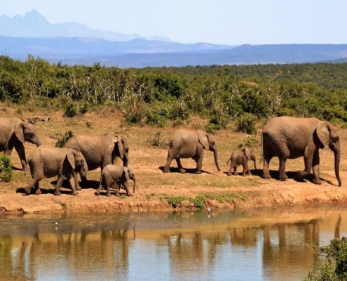 Voluntariado con animales Sudáfrica
